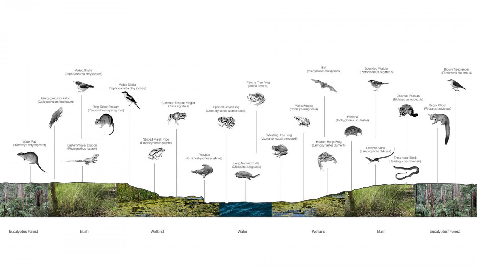 Diagram illustrating various animals and their respective habitats in an ecosystem, displayed at Union Court, ANU. Habitats include Eucalyptus Forest, Bush, Wetland, and Water. Animals identified with labels range from frogs, lizards, birds, fish to mammals, each linked to their habitats.