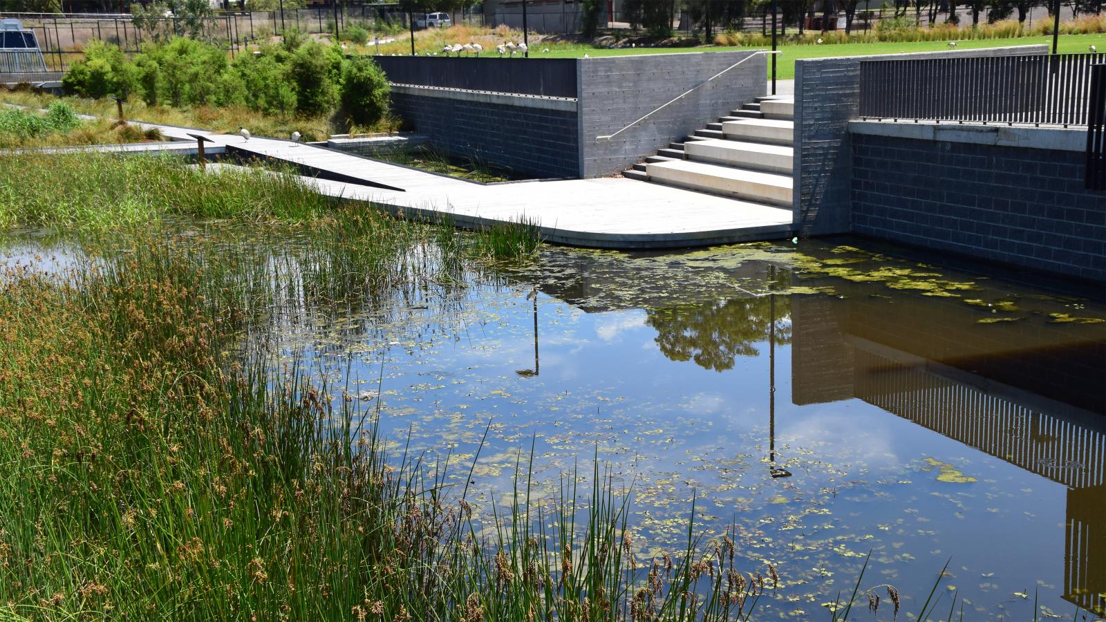 A serene wetland area in Blacktown with clear, reflective water surrounded by tall grasses. A concrete walkway and stairway lead up from the water. The sky and nearby trees are mirrored in the water's surface, creating a tranquil, picturesque scene near the showground.