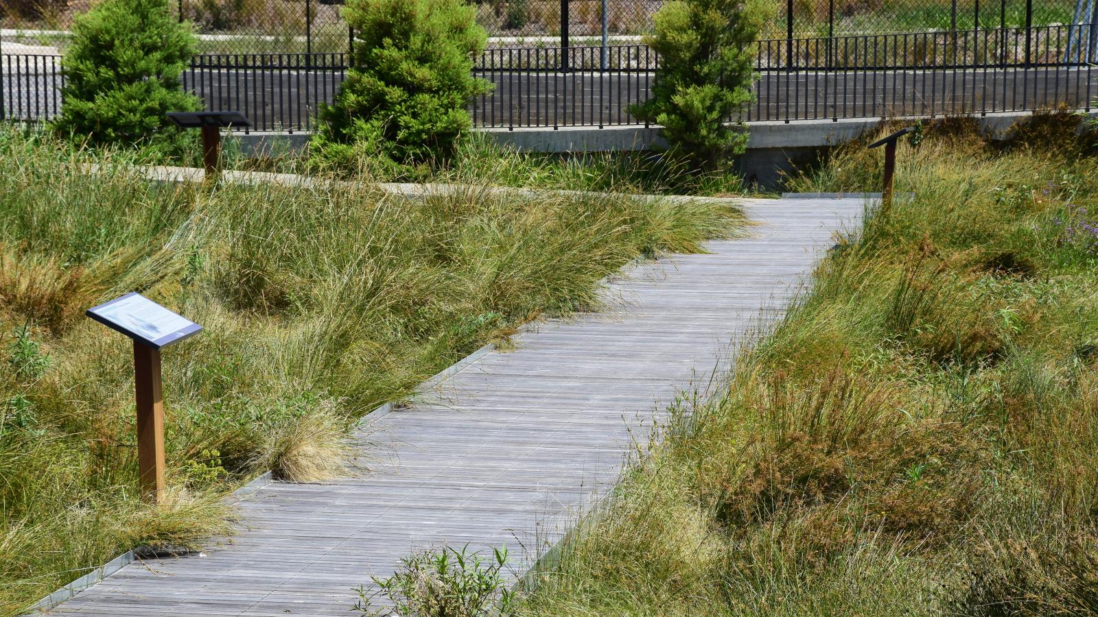 A wooden boardwalk weaves through tall grass in an outdoor area at the Blacktown showground. Nearby, there's an information stand with a tilted display. A black fence and some small trees are visible in the background. The scene is brightly lit by sunlight.