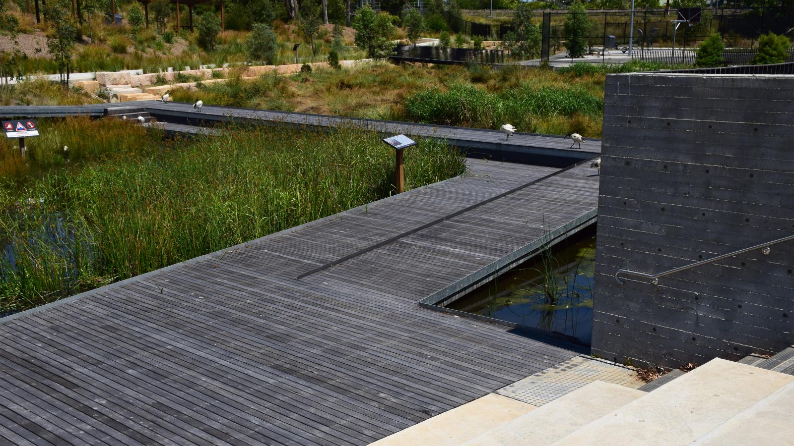 A wooden boardwalk leads through a wetland area in Blacktown Showground, surrounded by tall reeds and grasses. The path is elevated over water and intersects with other walkways. A concrete wall with steps is on the right, and trees and plants fill the background. Signs are visible in the distance.