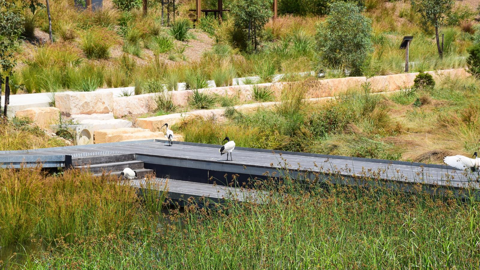 A serene landscape at Blacktown Showground features a wooden boardwalk over a pond with lush green vegetation. Several white birds are perched on the boardwalk while others are in the surrounding marshy area, amidst tall grasses and slight hilly terrain in the background.