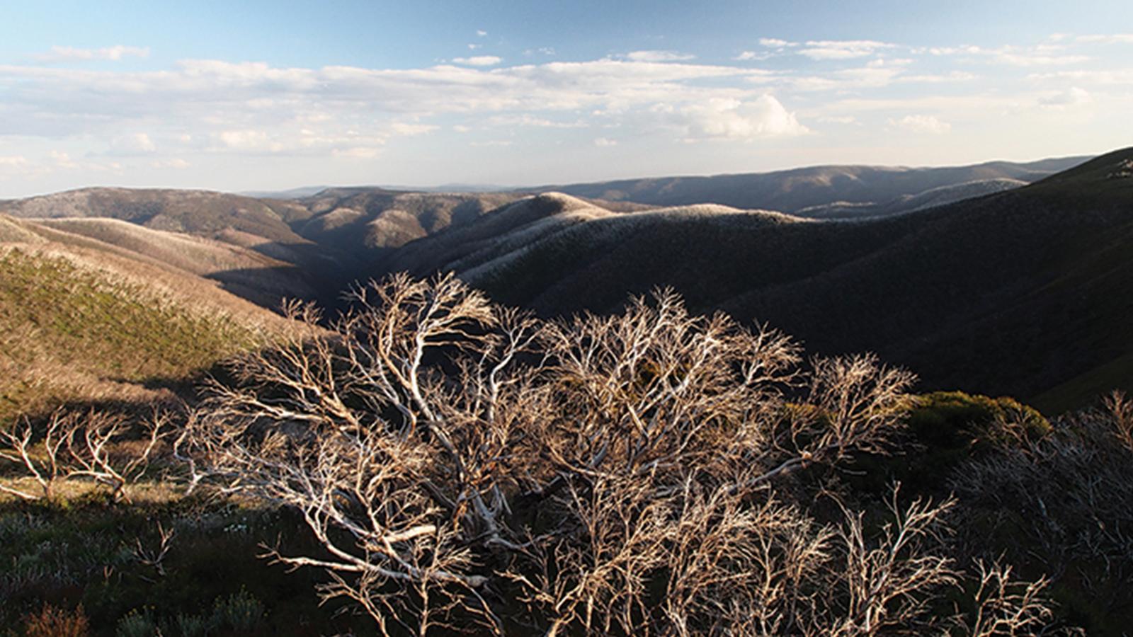 A scenic view of a mountainous landscape during the day, featuring rolling hills and valleys, reminiscent of the picturesque Alpine Crossing. In the foreground, clusters of leafless, gnarled trees stand tall, while the background displays vast, undulating ridges under a partly cloudy sky.