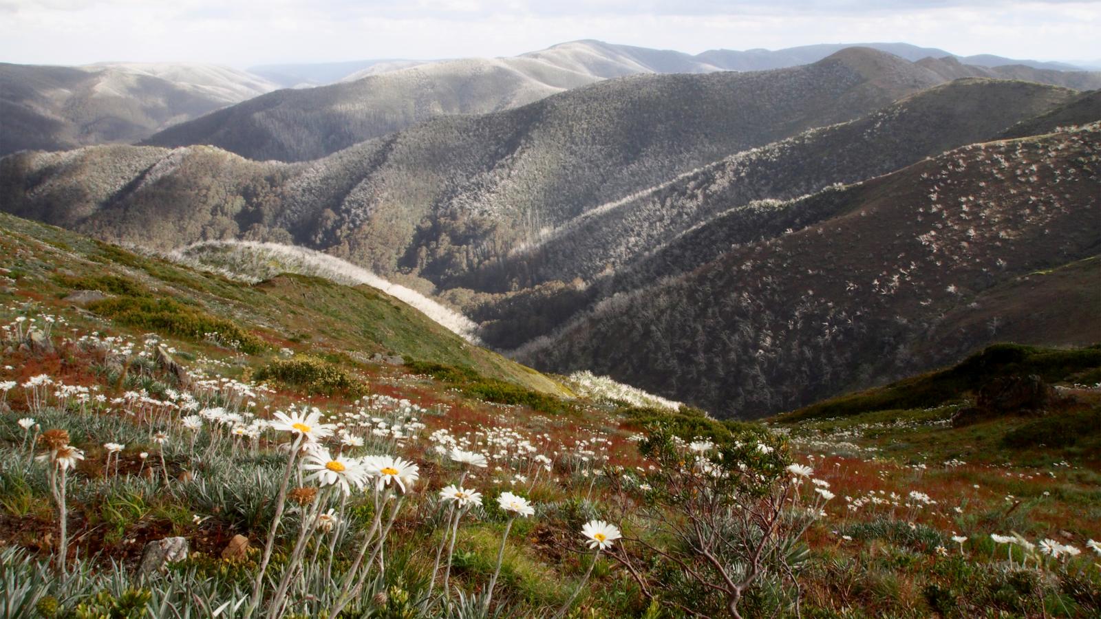 A mountainous landscape featuring rolling hills covered in a mix of green and brown vegetation. The foreground has a field of white daisies, while the background consists of tree-covered peaks, reminiscent of the scenic route from Falls to Hotham, with the sky visible above.