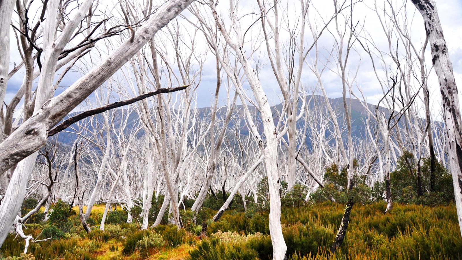 A dense forest of bare, white, leafless trees contrasts against a backdrop of lush green shrubs and mountains. The sky is overcast, adding a moody atmosphere to the scene. The stark whiteness of the trees along the Alpine Crossing suggests they may have been impacted by environmental factors.