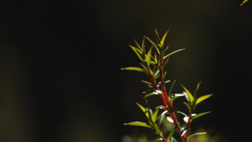 Close-up of a green plant with pointed leaves against a dark, blurred background. The plant is sharply focused, highlighting the details and texture of its leaves. This serene scene invites leisure and relaxation, while the softly out-of-focus background creates a stark contrast.