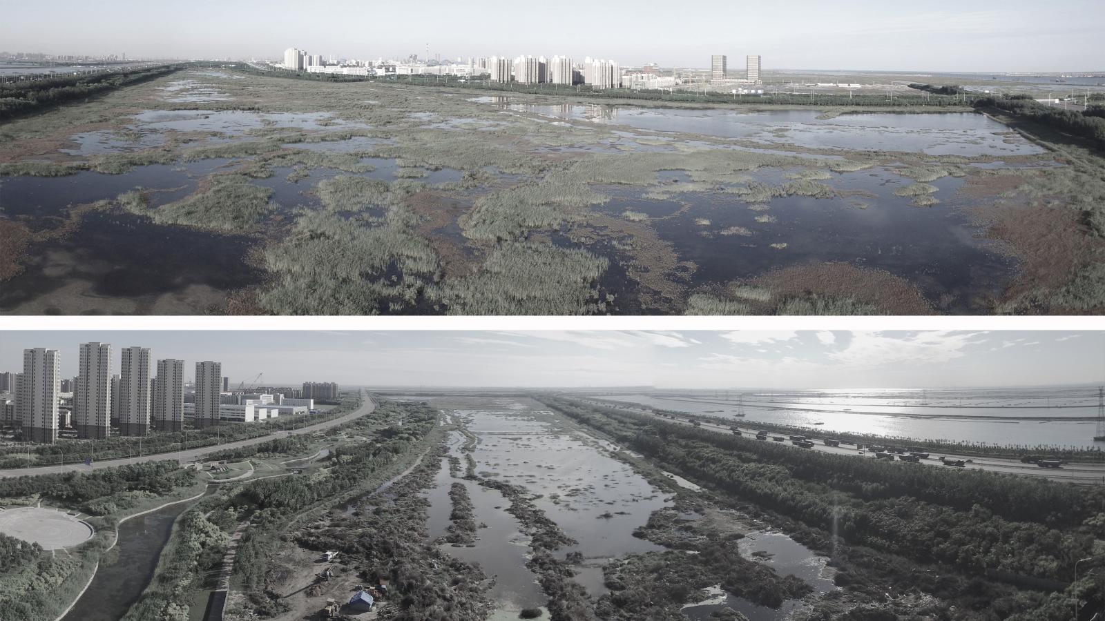 Two panoramic aerial images show a large wetland area near Lingang, adjacent to an urban environment. The landscape is dotted with water channels and vegetation, with high-rise buildings in the background. The top image offers a closer view, and the bottom image provides a wider perspective.