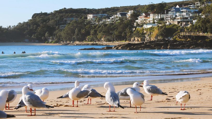 Seagulls stand on a sandy beach with ocean waves in the background. Residential houses and lush greenery can be seen on a hillside overlooking the beach. People are visible in the water near the shore, enjoying the coastal environment and scenery.