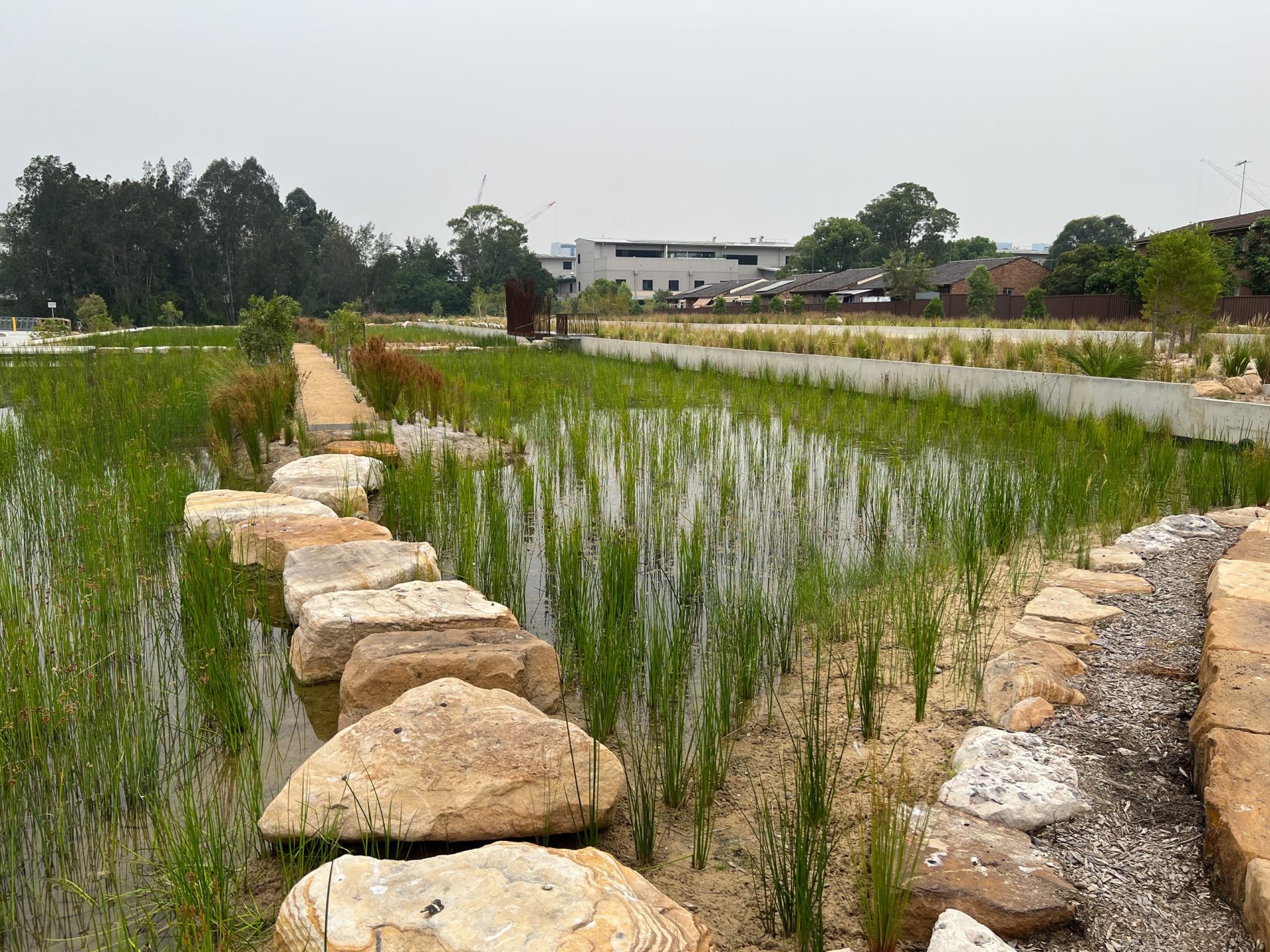 A natural wetland area with tall green reeds and grasses surrounded by large rocks and stone paths. A dirt pathway runs through the middle of the wetland, and buildings and trees are visible in the background under an overcast sky, contributing to Sydney's urban waterways' health.