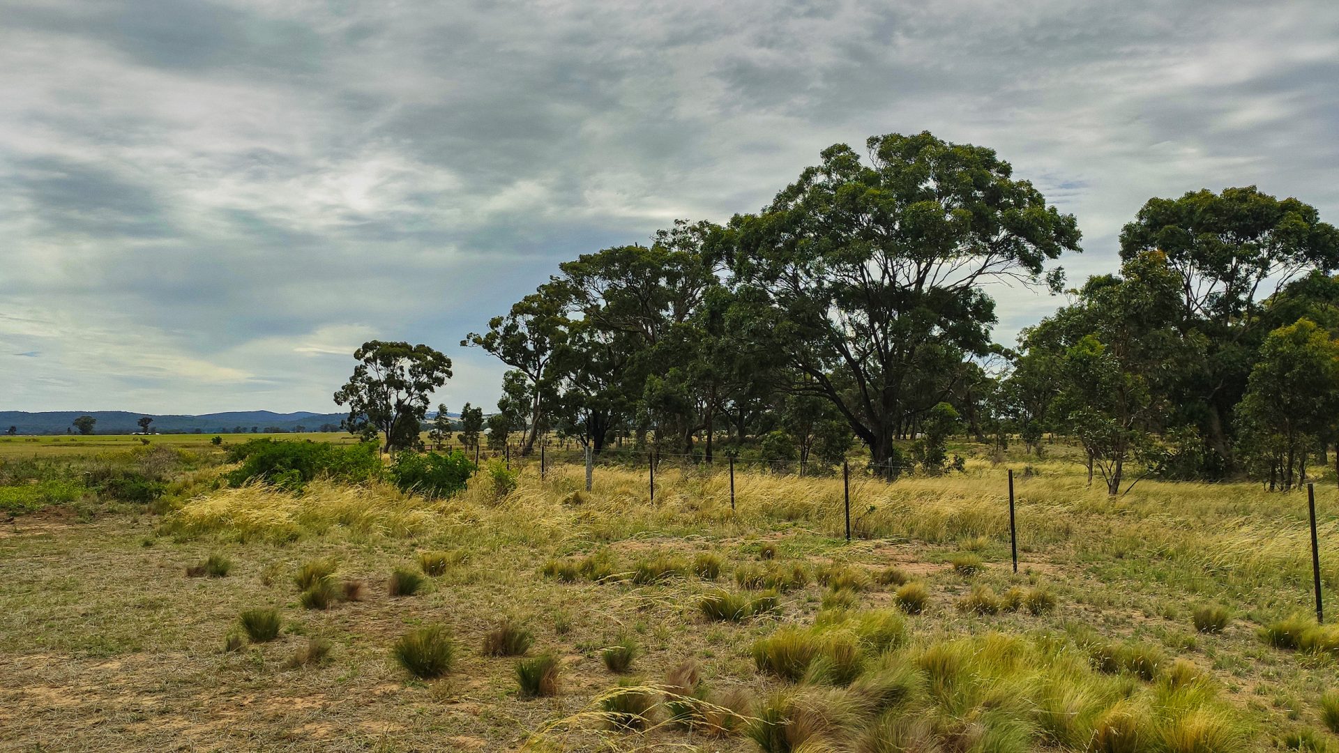 A vast, grassy field is dotted with scattered trees under a cloudy sky. A fence runs through the middle, slightly separating the foreground of what could be part of a masterplan. Tall, wild grass and small shrubs are spread throughout the landscape, with distant hills on the horizon.