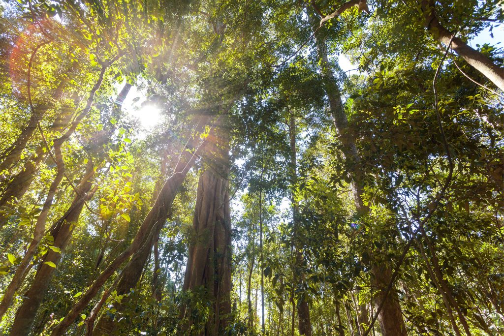 Wollondilly Urban Tree Canopy Plan