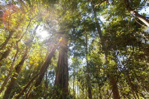 Sunlight streams through the lush green canopy of a dense forest in Wollondilly, highlighting the tall trees and thick foliage. The vibrant leaves and branches reach towards the sky, creating a serene and tranquil atmosphere, much like an urban tree canopy.