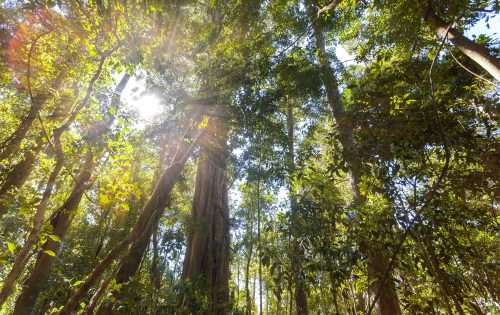 Sunlight streams through the lush green canopy of a dense forest in Wollondilly, highlighting the tall trees and thick foliage. The vibrant leaves and branches reach towards the sky, creating a serene and tranquil atmosphere, much like an urban tree canopy.