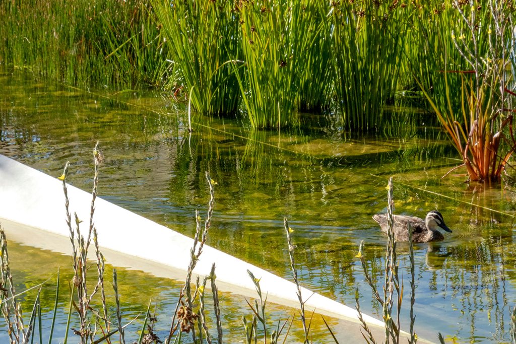 A duck swims in a serene pond surrounded by tall green reeds. The clear water reflects the lush vegetation, embodying sustainability akin to a Green Good Design Award landscape. In the foreground, grasses partially obscure the view while a white diagonal pipe or structure cuts across the water.