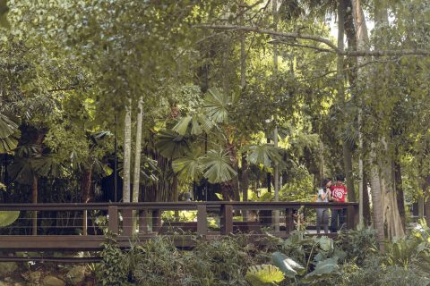 A lush, green garden at South Bank features tall trees and large leaves. Two people stand on a wooden bridge, surrounded by dense foliage, enjoying the serene natural beauty. Bright sunlight filters through the canopy, creating a tranquil atmosphere that aligns with their biodiversity strategy.