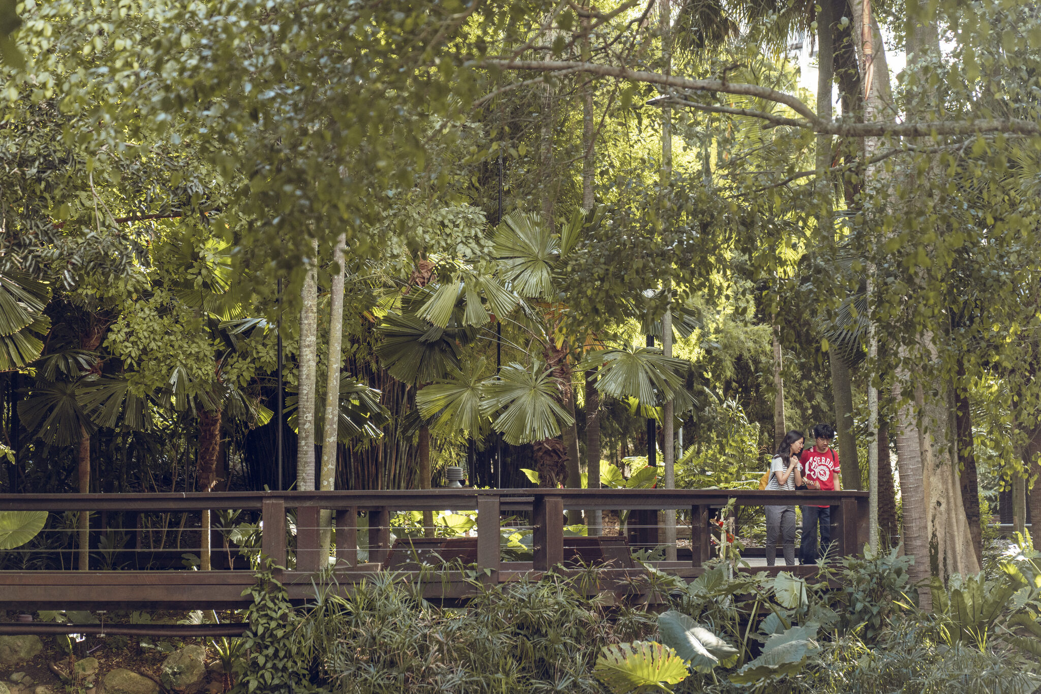 A lush, green garden at South Bank features tall trees and large leaves. Two people stand on a wooden bridge, surrounded by dense foliage, enjoying the serene natural beauty. Bright sunlight filters through the canopy, creating a tranquil atmosphere that aligns with their biodiversity strategy.