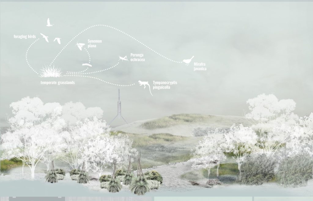 This illustration of a temperate grassland ecosystem, inspired by Karl Langer's vision, features trees and a wind turbine alongside labeled flying birds. Grasses and plant species are also labeled with graphics showing the birds' flight paths. A serene, muted color palette enhances this natural scene.